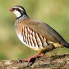 Partridge Bird paint by numbers