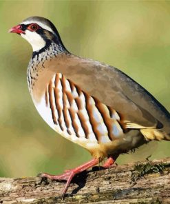 Partridge Bird paint by numbers