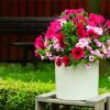 Aesthetic Petunias Flowers paint by numbers