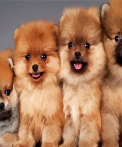 Pomeranian Dogs Animals paint by numbers