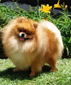 Cute Pomeranian Puppy paint by numbers