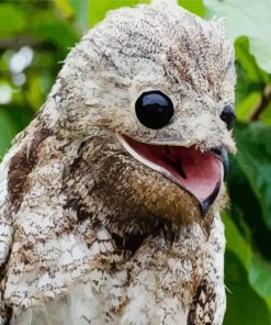 Potoo Bird Illustration paint by numbers