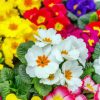 Colroful Primroses Flowers Plant paint by numbers