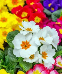 Colroful Primroses Flowers Plant paint by numbers