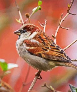 Aesthetic Sparrow Bird Animal paint by number