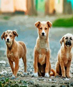 Aesthetic Street Dog paint by number