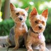 aesthetic yorkies paint by numbers