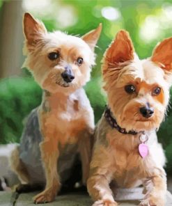 aesthetic yorkies paint by numbers