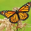 Aesthetic Monarch Butterfly paint by numbers