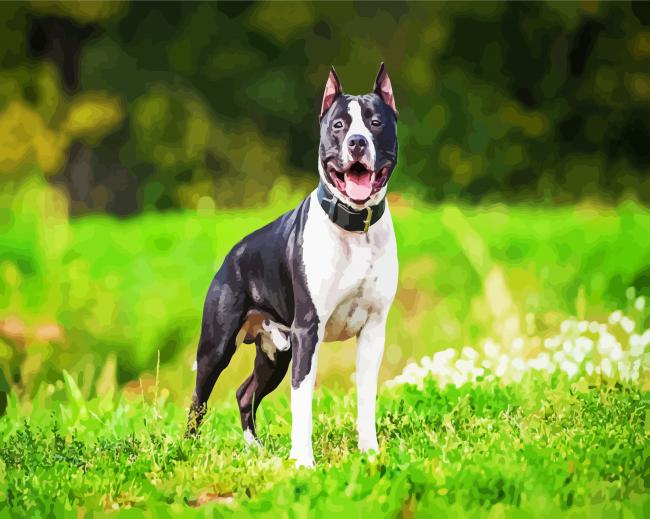American Staffordshire paint by number