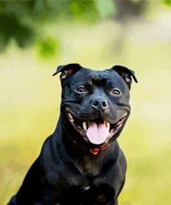 Black Staffordshire Bull Terrier paint by number