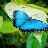 Blue Butterfly paint by numbers