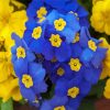 Blue Primrose paint by numbers