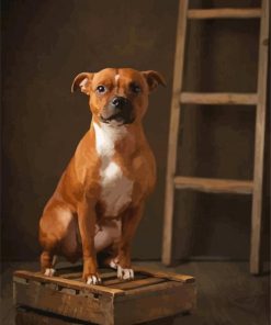 brown Staffordshire Bull Terrier paint by numbers