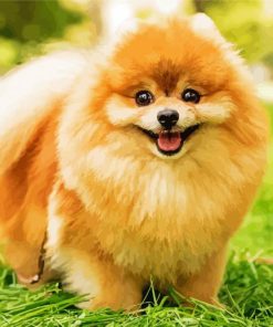 Cute Beown Pomeranian paint by numbers