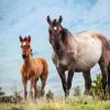 Brumbies Horses paint by numbers