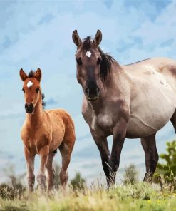 Brumbies Horses paint by numbers