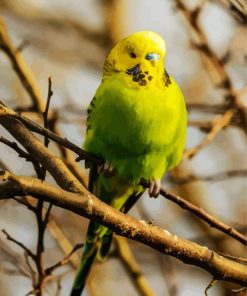 Green Budgerigar paint by numbers