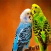 Budgerigars paint by number