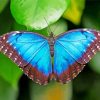 Blue Morpho Butterfly paint by numbers