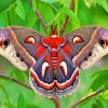 Cecropia Moth Butterfly paint by number