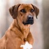 Close Up Rhodesian Ridgeback paint by numbers