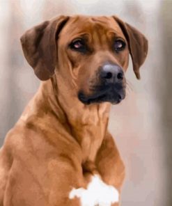 Close Up Rhodesian Ridgeback paint by numbers