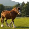 Clydesdale In Field paint by numbers