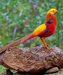 Colorful Pheasant paint by numbers