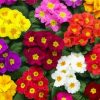 Colroful Primroses paint by numbers