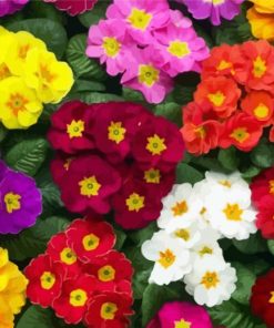 Colroful Primroses paint by numbers