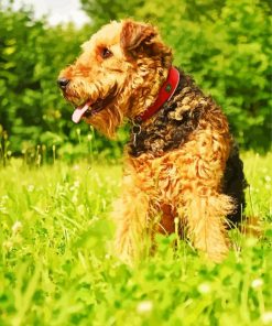 Cute Airedale Terrier paint by numbers