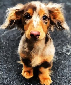Cute Doxie Daschsund paint by numbers