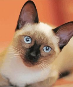 Cute Siamese Cat paint by numbers