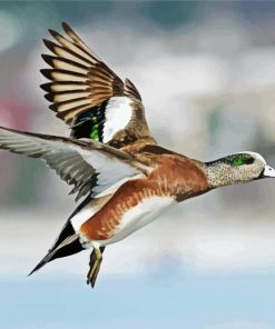 Flying Wigeon paint by number