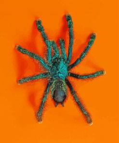 Green Spider paint by numbers