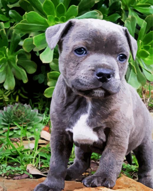 Grey Staffy paint by number