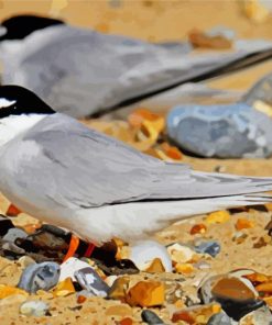 Grey Tern Birds paint by numbers