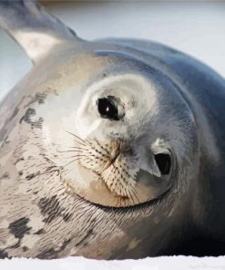 Harbor Seal Antarctica paint by number