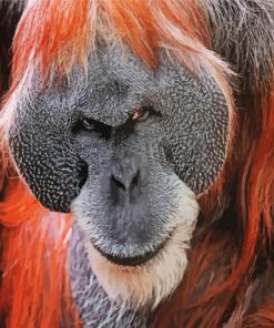 Mad Orangutan paint by number