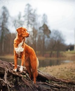 New Scotia Duck Tolling Retriever paint by number