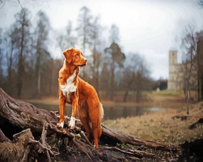 New Scotia Duck Tolling Retriever paint by number