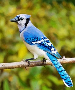 North American Blue Jay paint by number