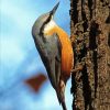 Nuthatch Bird paint by numbers