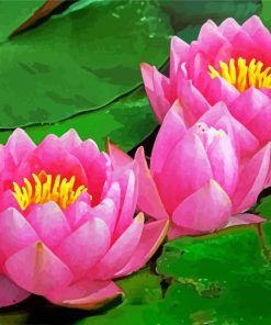 Pink Waterlily paint by number