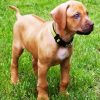 Puppy Rhodesian Ridgeback paint by numbers