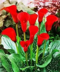 Red Cala Lilly paint by number