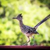 Road Runner Bird Animal paint by numbers