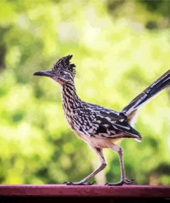 Road Runner Bird Animal paint by numbers