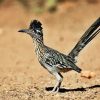 Road Runner Bird In Desert paint by numbers